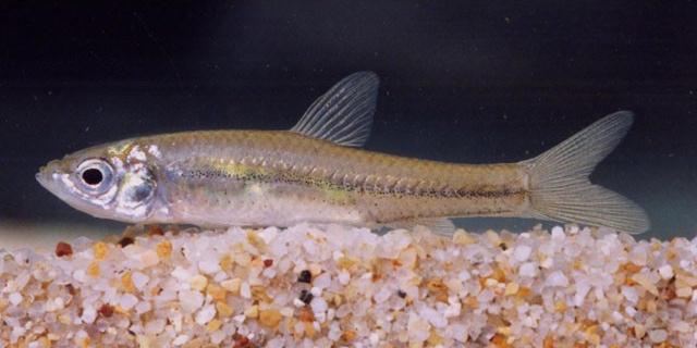 Pseudorasbora parva